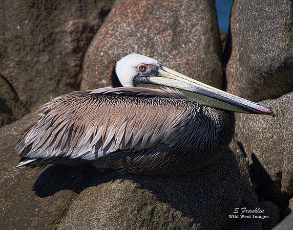 Pelican Rest 1 det WWI