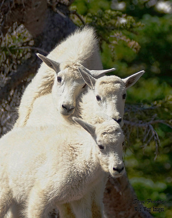 Mt Goat 6 det WWI