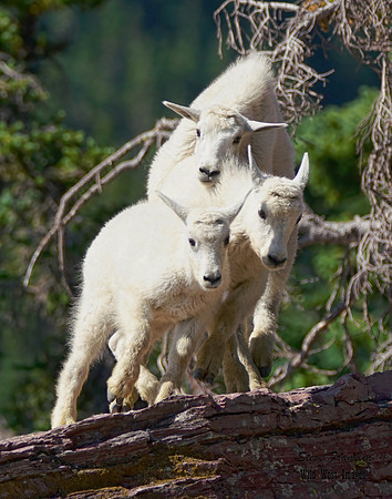 Mt Goat 11 det WWI