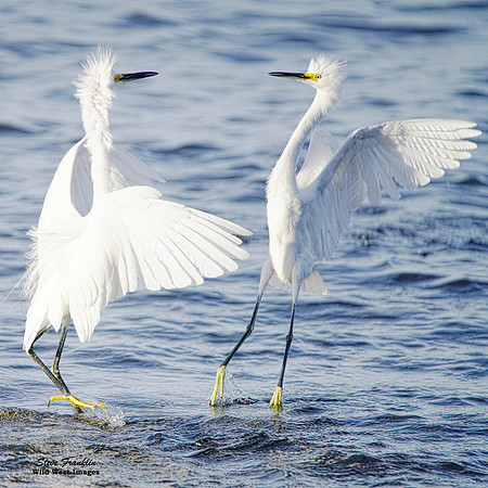 Snowy Egret battle 1