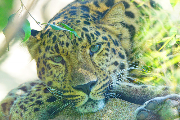 Amur Leopard 2 det