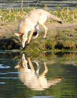 Coyote reflection 1 det WWI