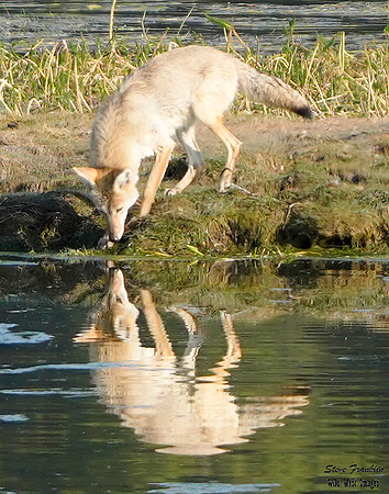 Coyote reflection 1 det WWI