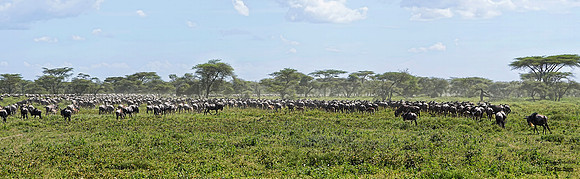Wildebeest Migration det WWI