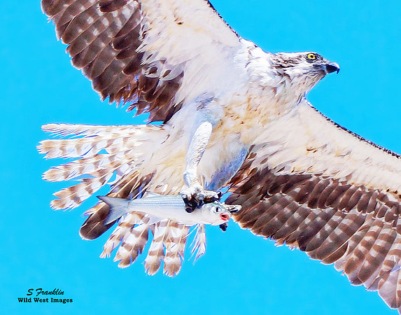 Osprey with Fish 3