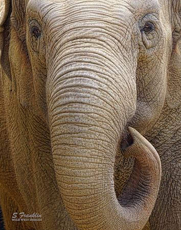 Elephant 2