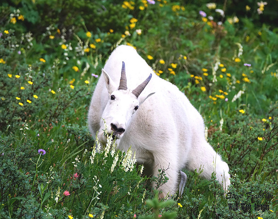White Mountain Goat Logan 1 det WWI
