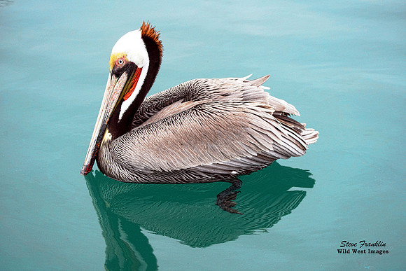 Brown Pelican 5