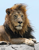 Lion King 1 det + WWI