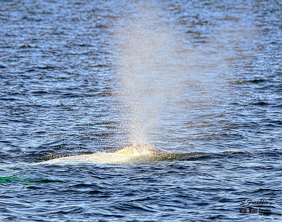 Grey Whale Spout 1 det WWI