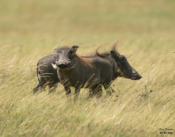 Warthog wind 1 det WWI