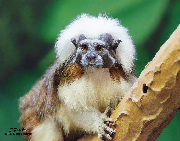Cottontop Tamarin 1