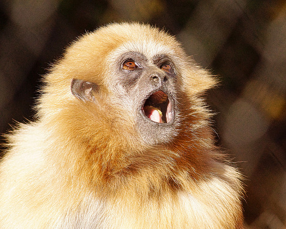 Golden Gibbon - Det