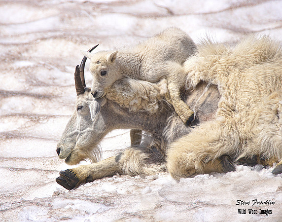 Mt Goat kid 3 det WWI