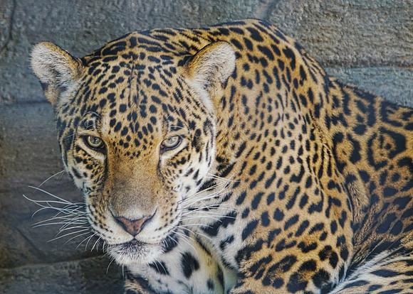 Leopard 1 det