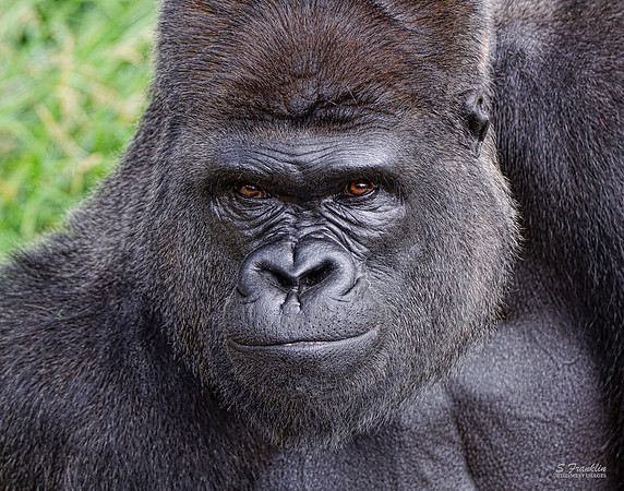 Gorilla 1