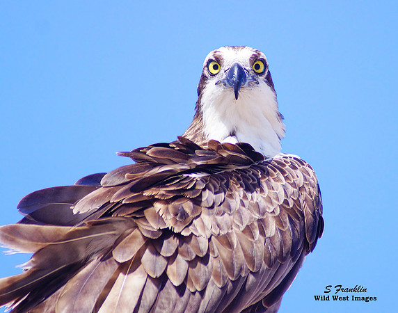 Osprey 3