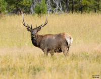 Bull Elk Pelican Valley 2 det WWI