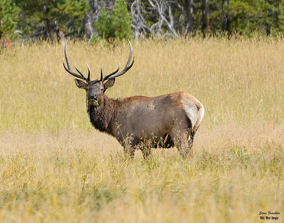 Bull Elk Pelican Valley 2 det WWI