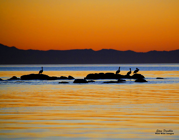 Pelican Sunset