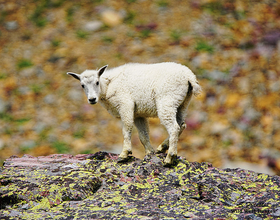 White Mountain Goat kid 3