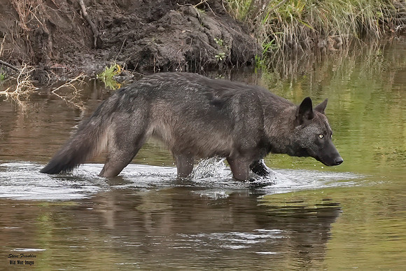 Black Wolf crossing 15 det WWI