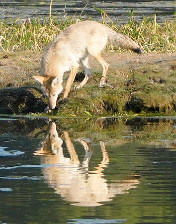Coyote reflection 1 det