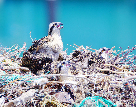 Osprey Triplets 1ome