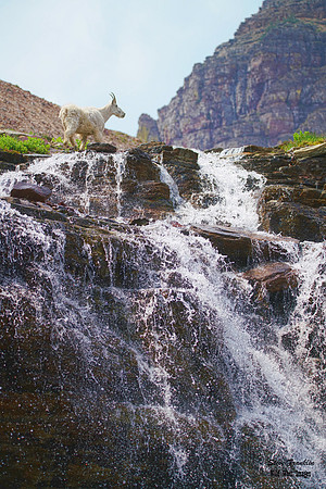 Goat waterfall 1 det WWI