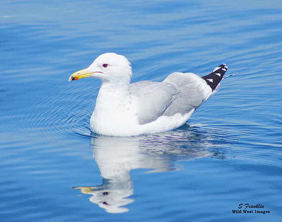 Sea Gull Western 1